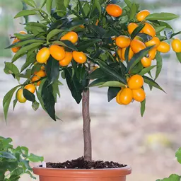 Kumquat Nagami