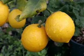 Lemon 'Lemonade'