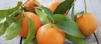 Mandarin Encore (Encore Mandarin)