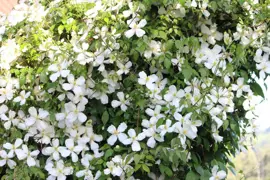 Clematis montana 'Snowflake'