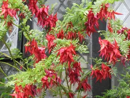 Clianthus Kaka King (Kaka King Clianthus)