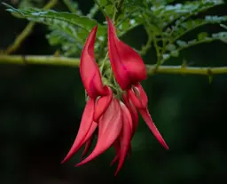 Clianthus maximus