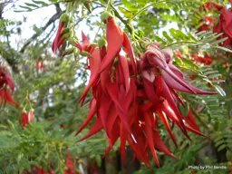 Clianthus puniceus (Parrot Beak Plant)