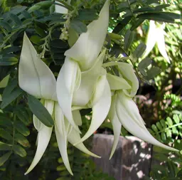 Clianthus puniceus Alba (White Kaka Beak)