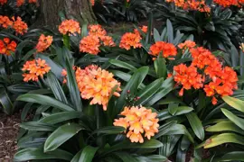 Clivia miniata grandiflora (Natal Lily)