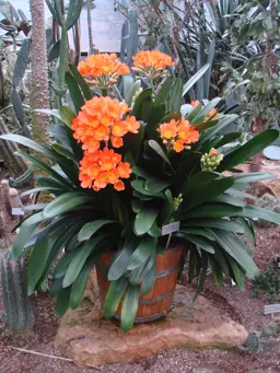 Clivia miniata (Natal Lily)