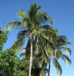 Cocos nucifera