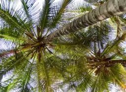 Cocos nucifera (Coconut Palm)