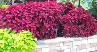 Coleus assorted