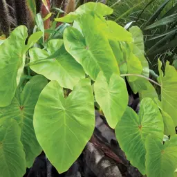 Colocasia esculenta Maui Gold