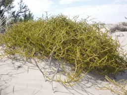 Coprosma acerosa (Sand Coprosma)