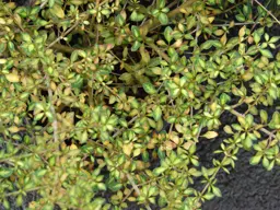 Coprosma 'Beatson's Gold'
