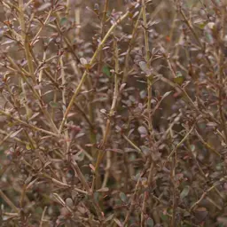 Coprosma Cappuccino (Brown Coprosma)