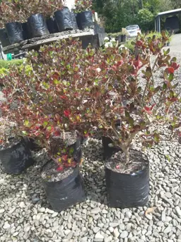 Coprosma 'Copper Shine'