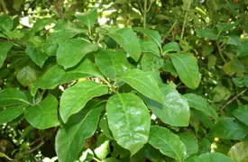 Coprosma grandifolia (Kanono)