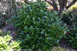 Coprosma repens (Mirror Bush)