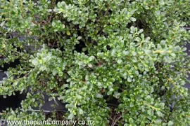 Coprosma 'Middlemore'