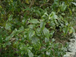 Coprosma tenuifolia (Wavy Leaved Coprosma)
