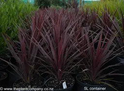 Cordyline australis 'Red Star' (Cabbage Tree)