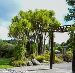 Cordyline australis (Cabbage Tree)