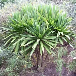 Cordyline australis 'Green Goddess' (Cabbage Tree)