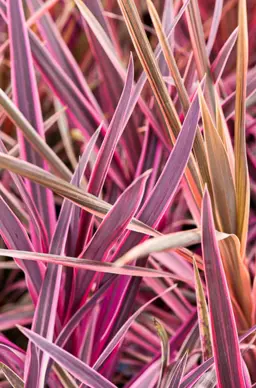 Cordyline Pink Passion