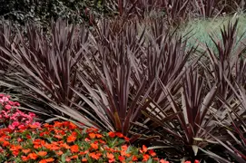 Cordyline Red Sensation