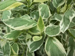 Cornus alba Elegantissima