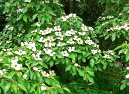 Cornus capitata (Dogwood)