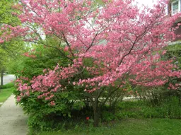 Cornus Cherokee Chief