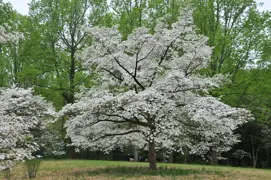 Cornus 'Cloud 9' (Flowering Dogwood)