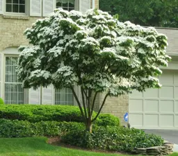 Cornus kousa (Dogwood)