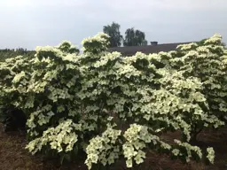 Cornus kousa 'National' (Dogwood)