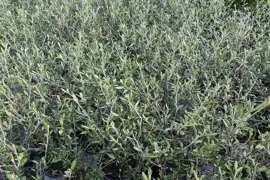 Corokia cheesemanii