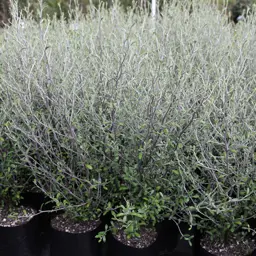 Corokia Emerald And Jade