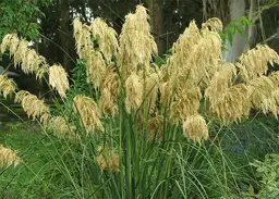 Cortaderia fulvida (Toe Toe)