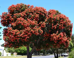 Corymbia ficifolia (Red Flowering Gum)