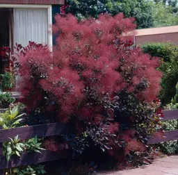 Cotinus coggygria 'Purpureus' (Smoke Tree)