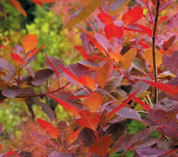 Cotinus Grace (Smoke Tree)