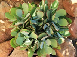 Cotyledon 'Mint Truffles'