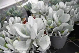 Crassula arborescens