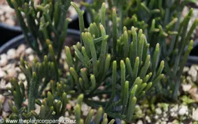 Crassula lycopodioides