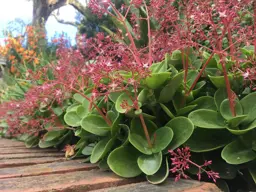 Crassula multicava
