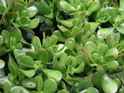 Crassula argentea (Jade Plant)