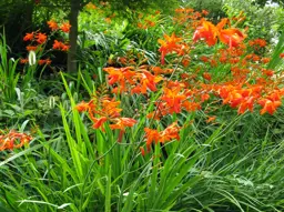 Crocosmia crocosmiiflora (Montbretia Lucifer)