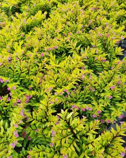 Cuphea hyssopifolia aurea