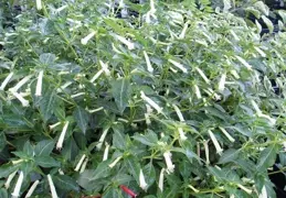 Cuphea hyssopifolia alba