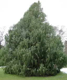 Cupressus cashmeriana