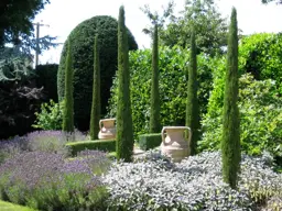 Cupressus sempervirens 'Totem' (Italian Cypress)