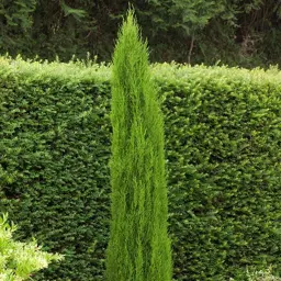 Cupressus sempervirens 'Gracilis' (Italian Cypress)